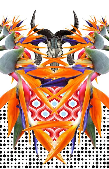 429035-个性定位天堂鸟热带雨林风格印花