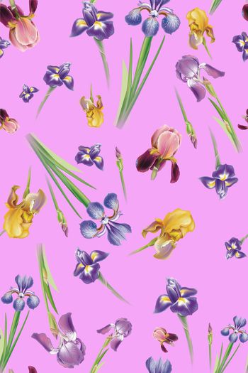 429338-清新鸢尾花卉