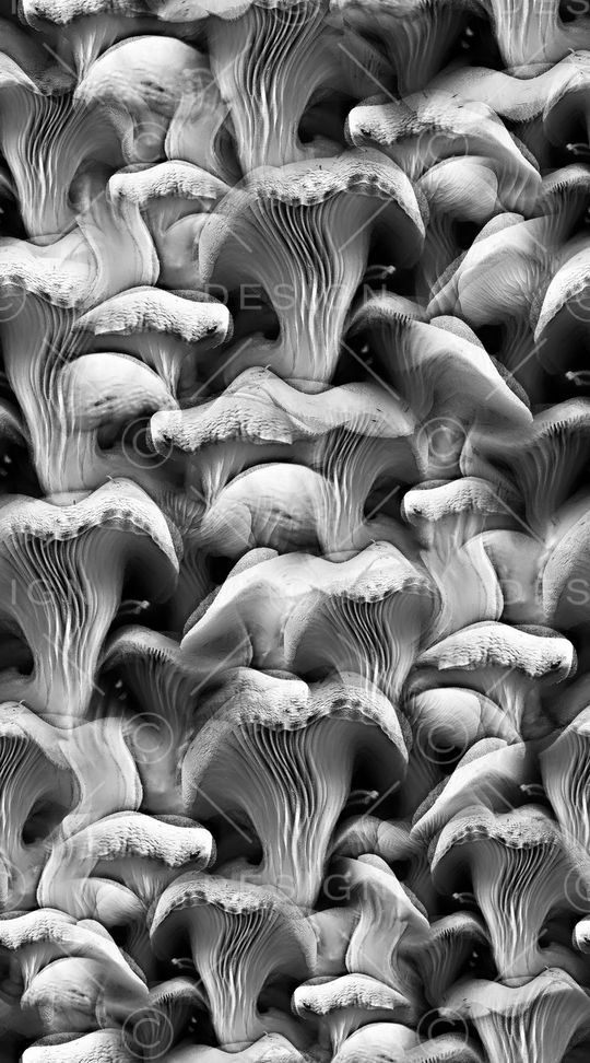 黑白印花华亿平台图片