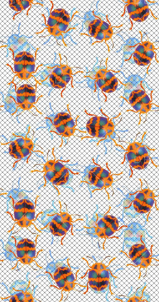 甲虫印花华亿平台图片