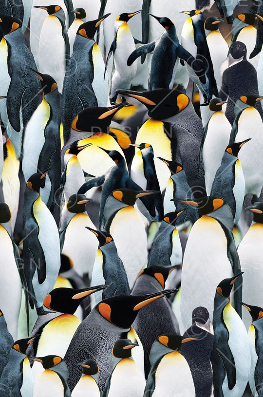 冰雪印花华亿平台图片