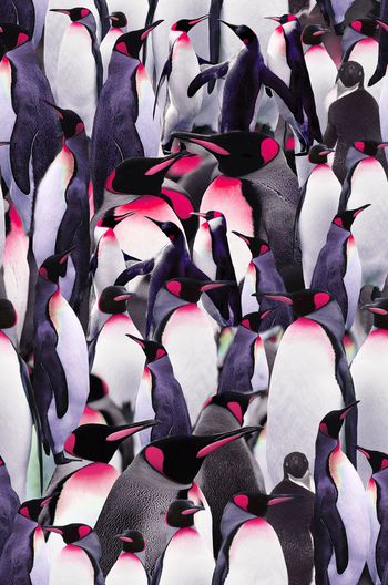 432928-南极冰雪天地风光动物企鹅群QQ群组