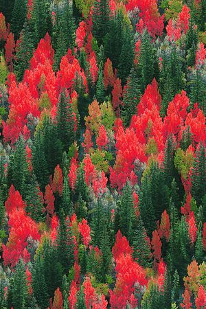 森林原始风格印花华亿平台图片