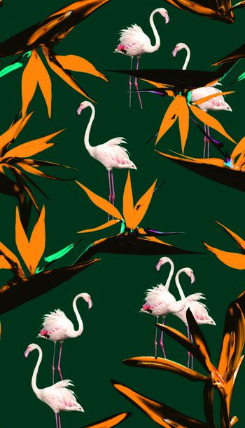 433331-数码,花,鸟