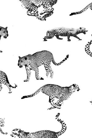 豹子印花华亿平台图片