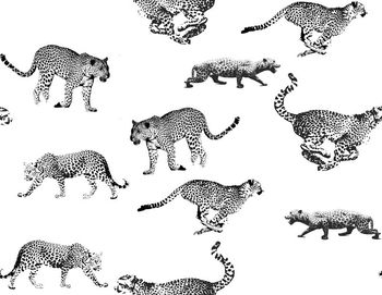 433368-奔跑吧，豹子