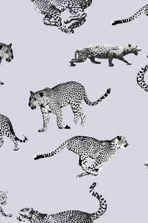 豹子印花华亿平台图片