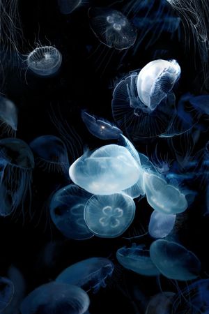 动物印花华亿平台图片