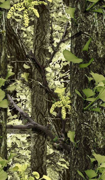 433753-春夏秋冬银杏大树迷彩