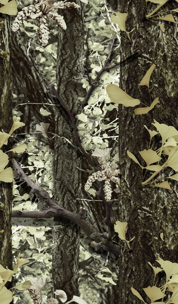 433755-春夏秋冬银杏大树迷彩