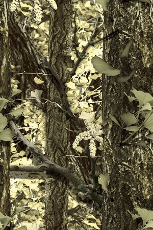 迷彩印花华亿平台图片