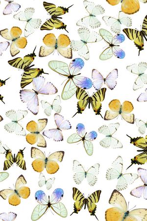 动物印花华亿平台图片