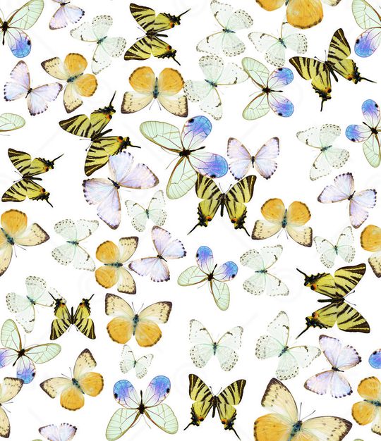 动物印花华亿平台图片