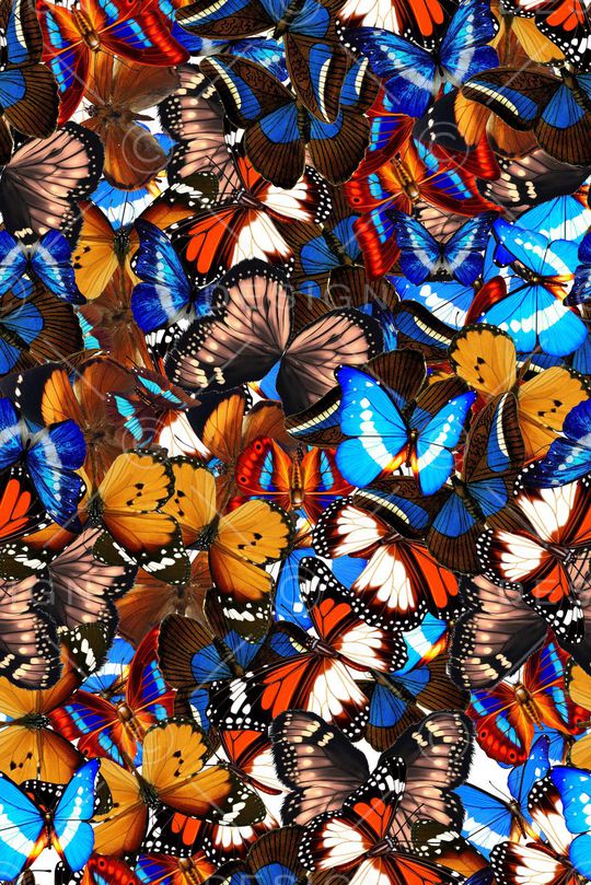 彩色蝴蝶印花华亿平台图片