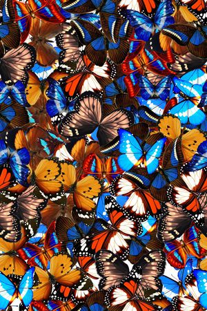 彩色蝴蝶印花华亿平台图片