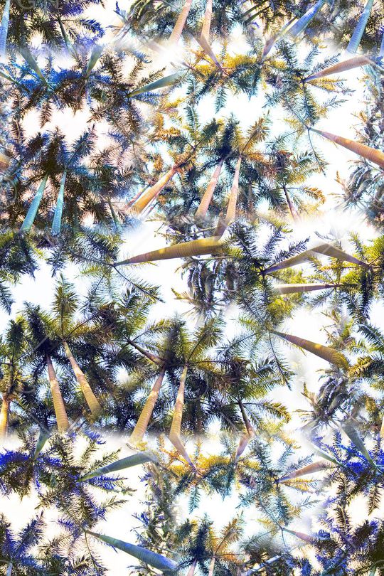 棕榈树印花华亿平台图片