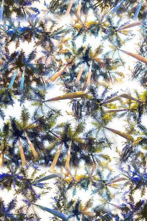 棕榈树印花华亿平台图片