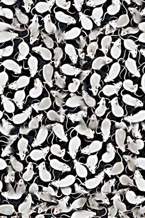 白老鼠印花华亿平台图片