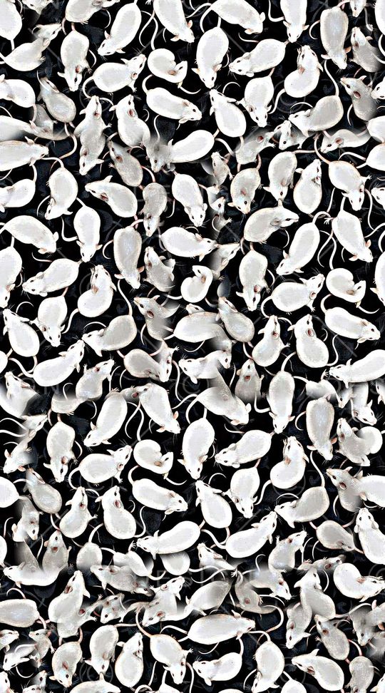 白老鼠印花华亿平台图片