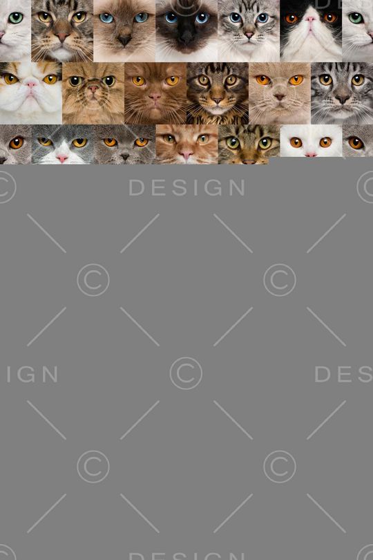 女装高清满幅框格大花猫印花华亿平台图片