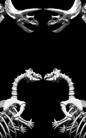 437162-恐龙骨架潮流男装定位