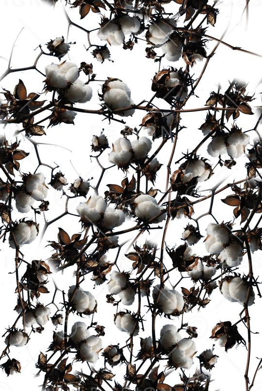 干树枝印花华亿平台图片