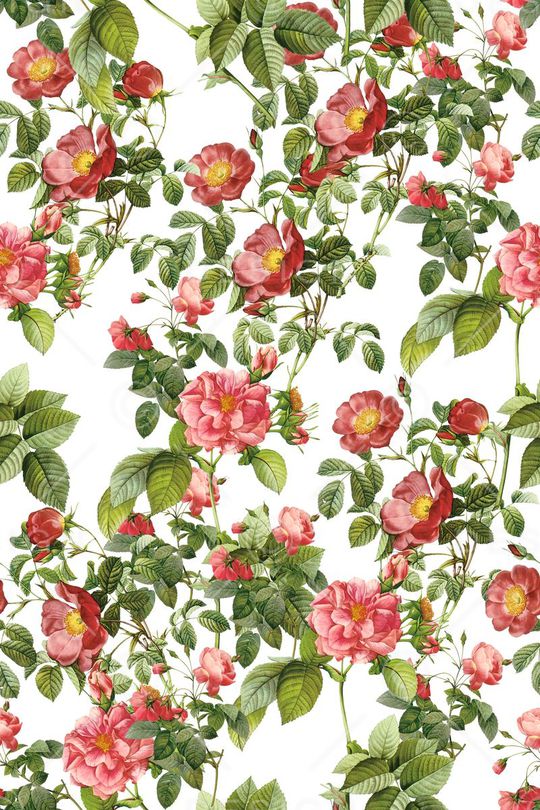 玫瑰印花华亿平台图片