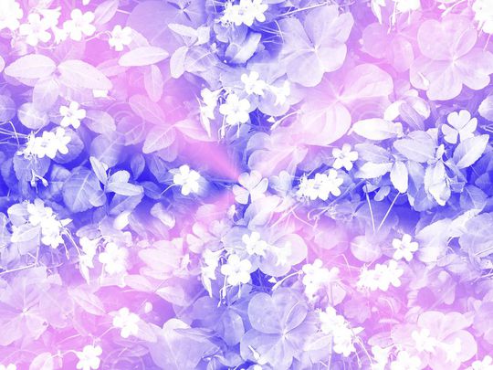 女裤印花华亿平台图片