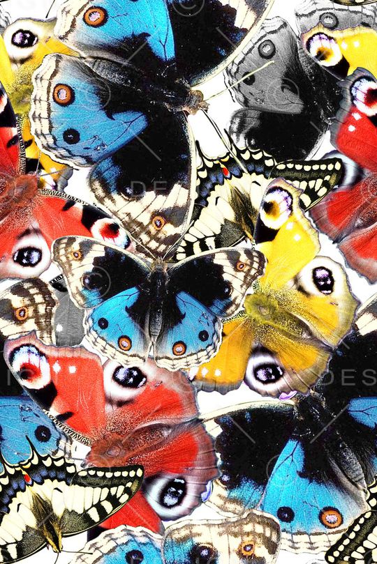 蝴蝶印花华亿平台图片