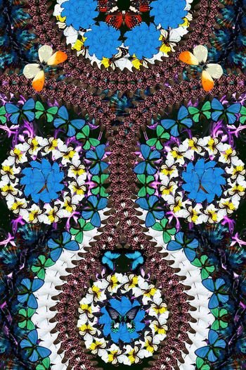 439926-高端蝴蝶肌理定位复古服装华亿平台组合.