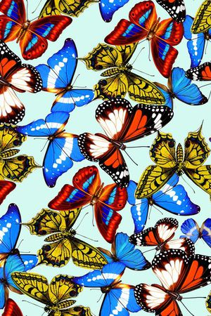 缤纷蝴蝶印花华亿平台图片