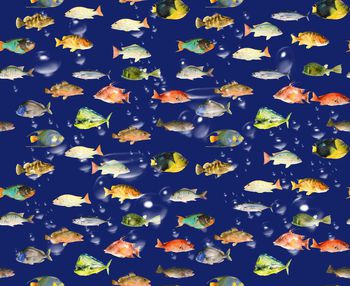 440115-流行时尚海底鱼类水泡印花