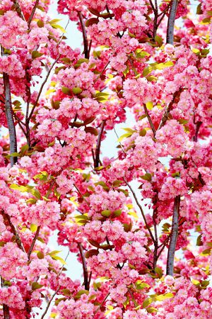 照片风景印花华亿平台图片