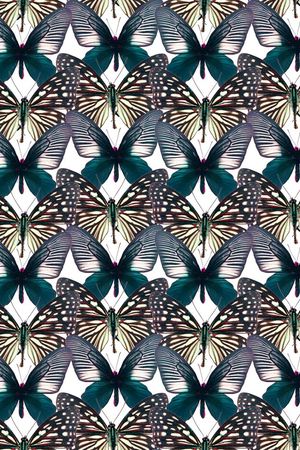 蝴蝶印花华亿平台图片