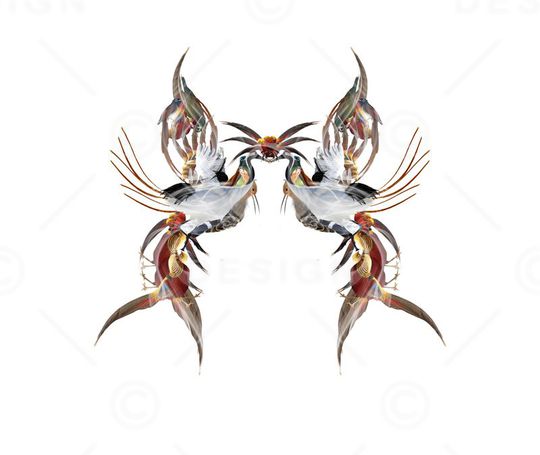 百鸟个性男女装定位花印花华亿平台图片