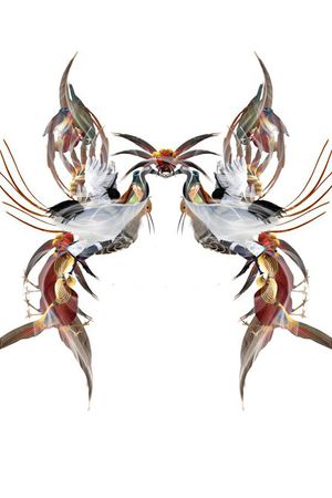 百鸟个性男女装定位花印花华亿平台图片