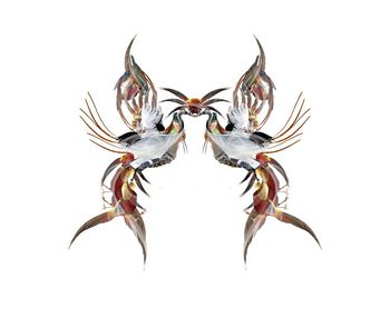 441093-百鸟个性男女装定位花