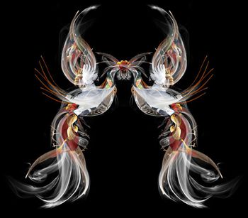 441094-百鸟个性男女装定位花