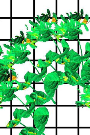 黑白印花华亿平台图片