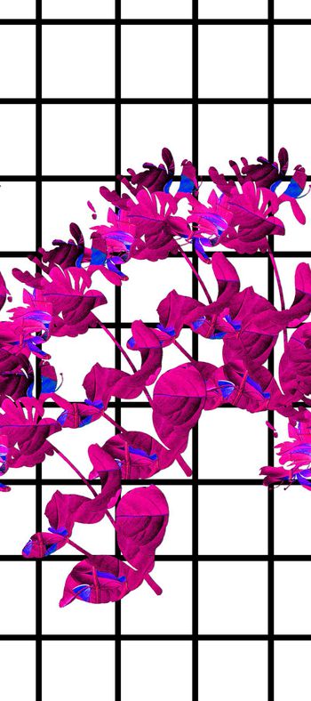 441308-黑白方格和花卉