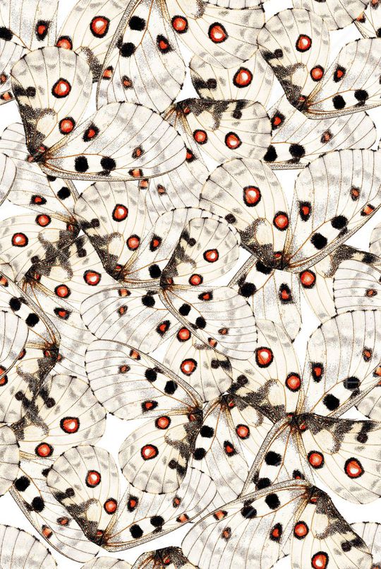 翅膀印花华亿平台图片