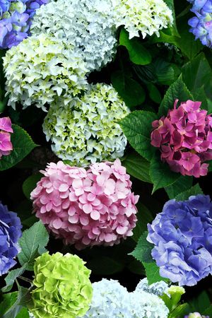 写实花卉印花华亿平台图片