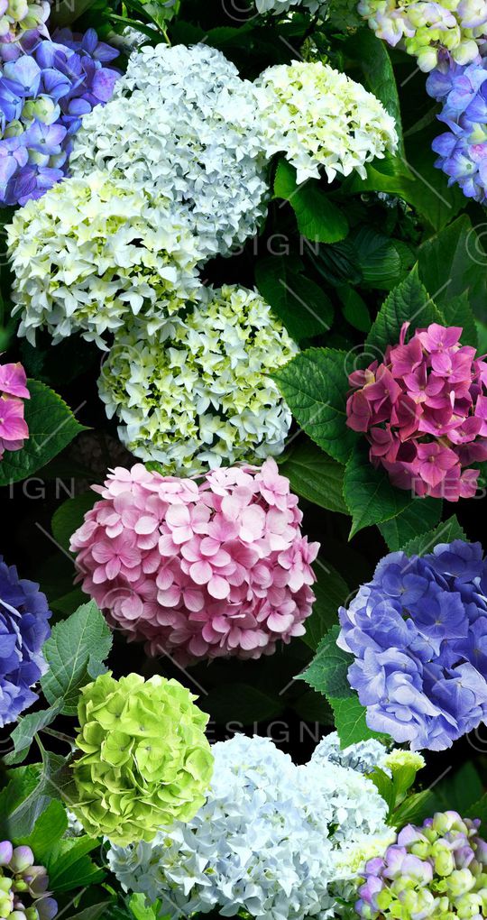 写实花卉印花华亿平台图片