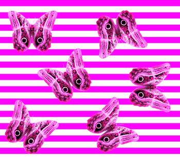 441891-蝴蝶，条子