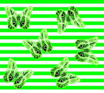 441892-蝴蝶，条子