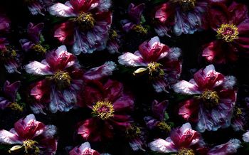 欧美印花华亿平台图片