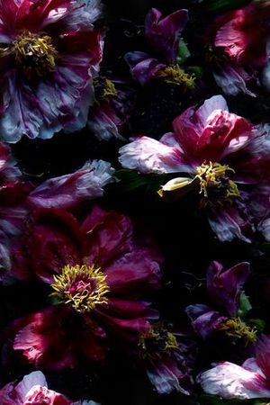 欧美印花华亿平台图片