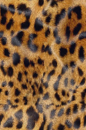 442901-光感光滑动物纹散点几何波点豹纹动物