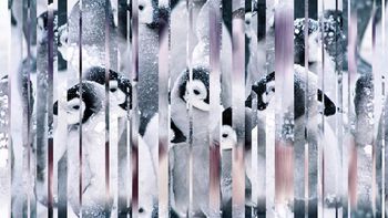 443204-冰霜冻镜面企鹅南极洲雪地女装羽绒服