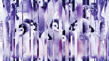 443205-镜面企鹅南极洲雪地女装羽绒服男装外